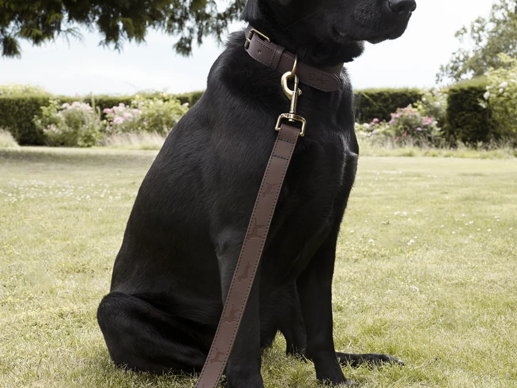 Sophie Allport Leather Dog Lead, Woof - Image 5