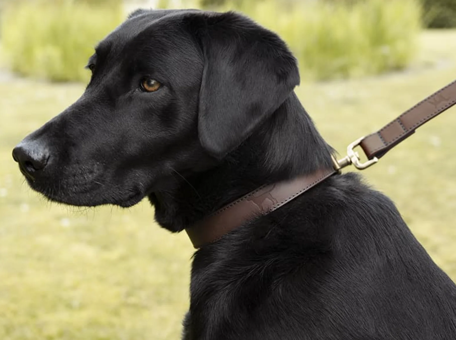 Sophie Allport Leather Dog Lead, Woof - Image 6