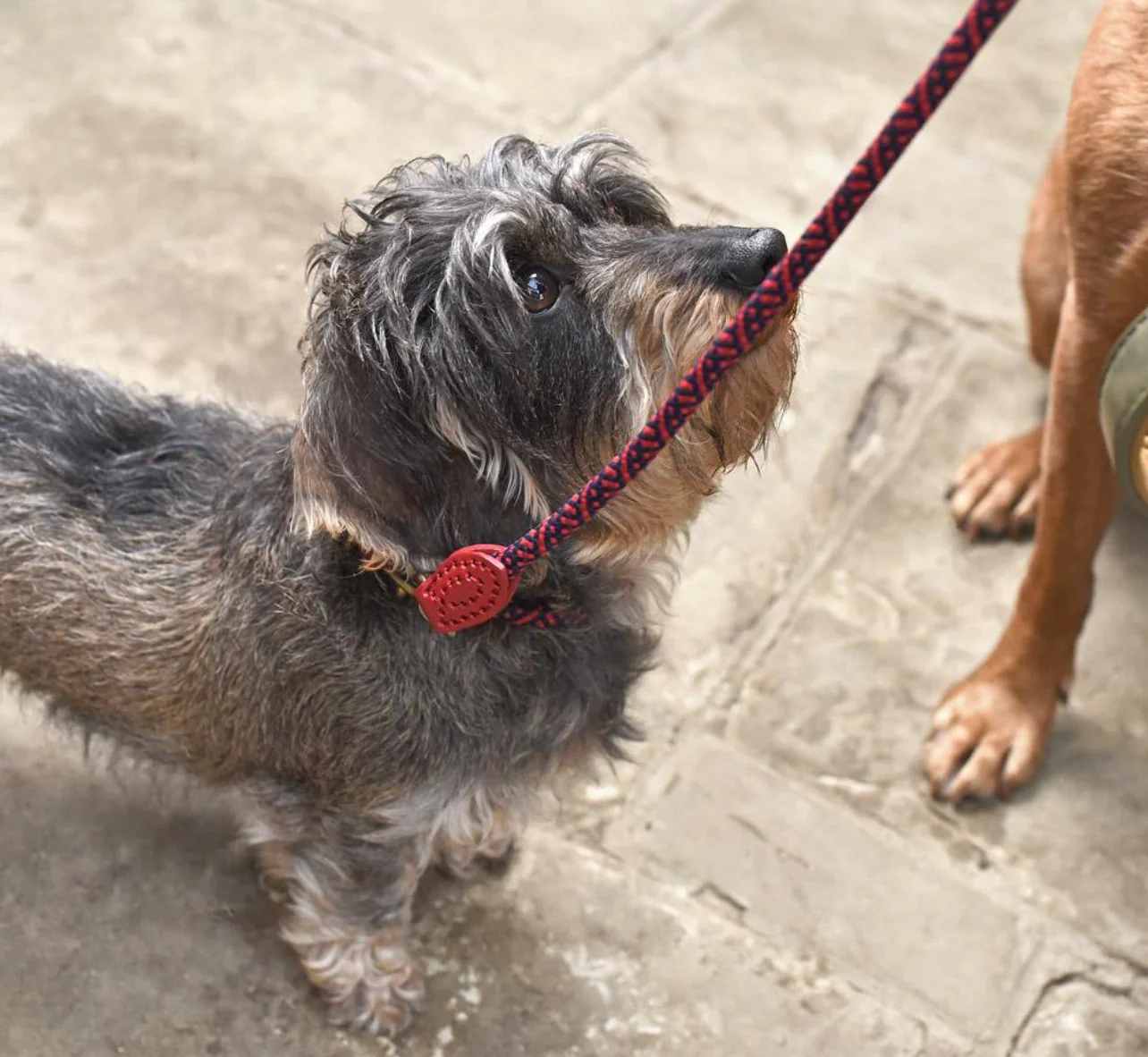 Sophie Allport Rope Dog Lead, Red - Image 3