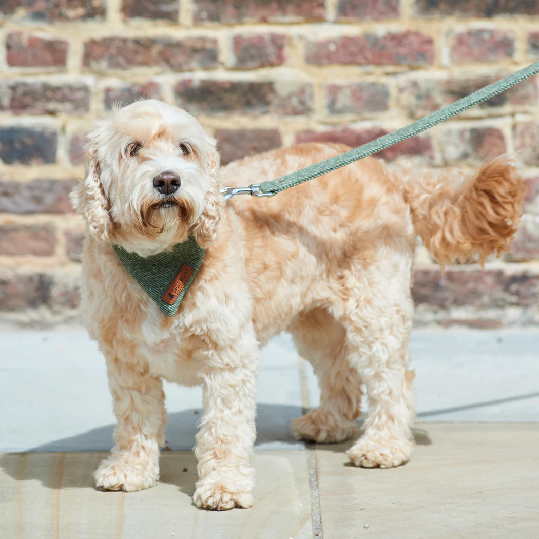 Sweet William Tweed Dog Bandana, Green - Image 4