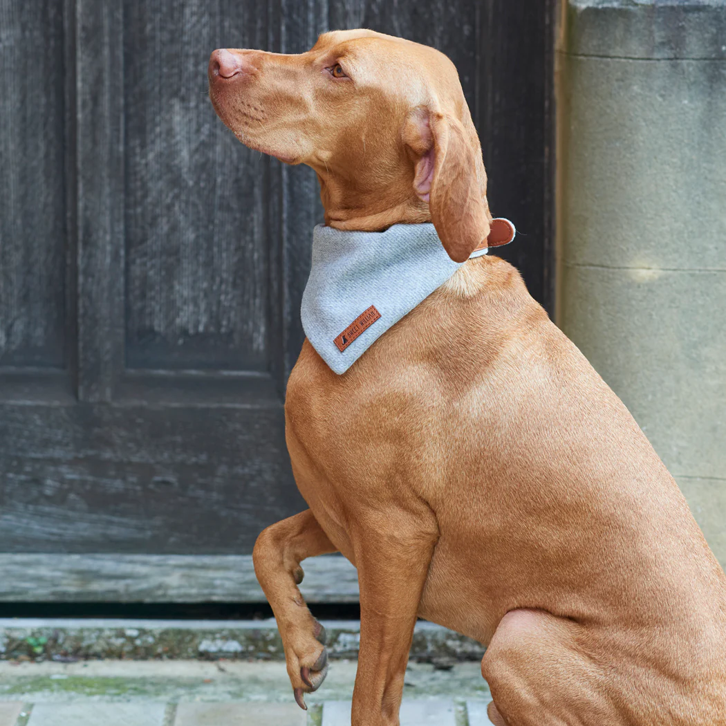 Sweet William Tweed Dog Bandana, Grey - Image 5