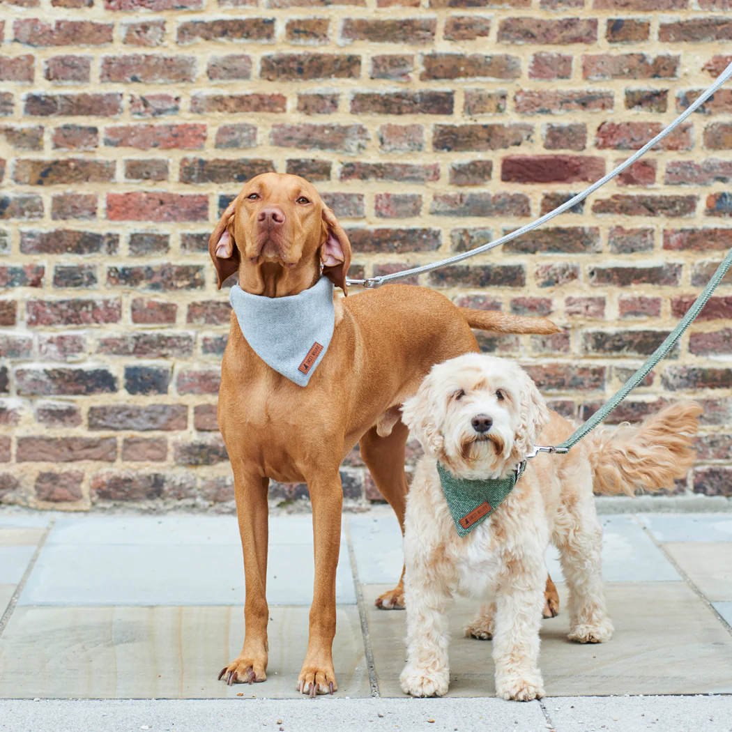 Sweet William Tweed Dog Bandana, Grey - Image 6