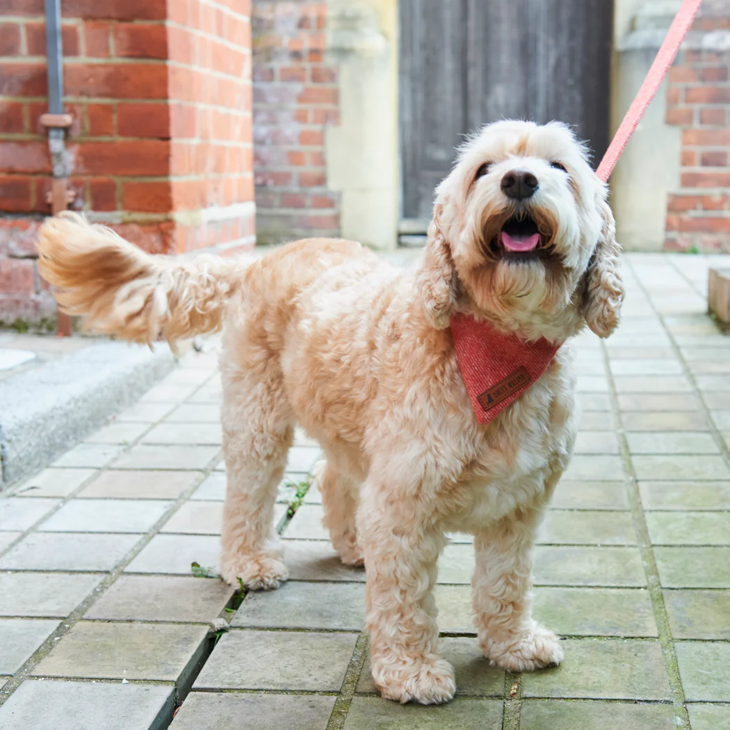 Sweet William Tweed Dog Bandana, Orange - Image 3