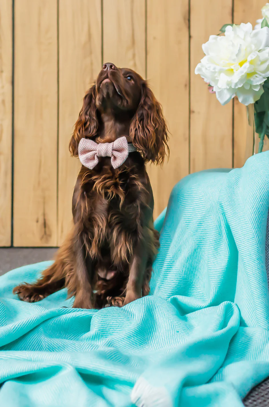Tweedmill Rolled Tweed Dog Bow Tie, Dusky Pink - Image 5
