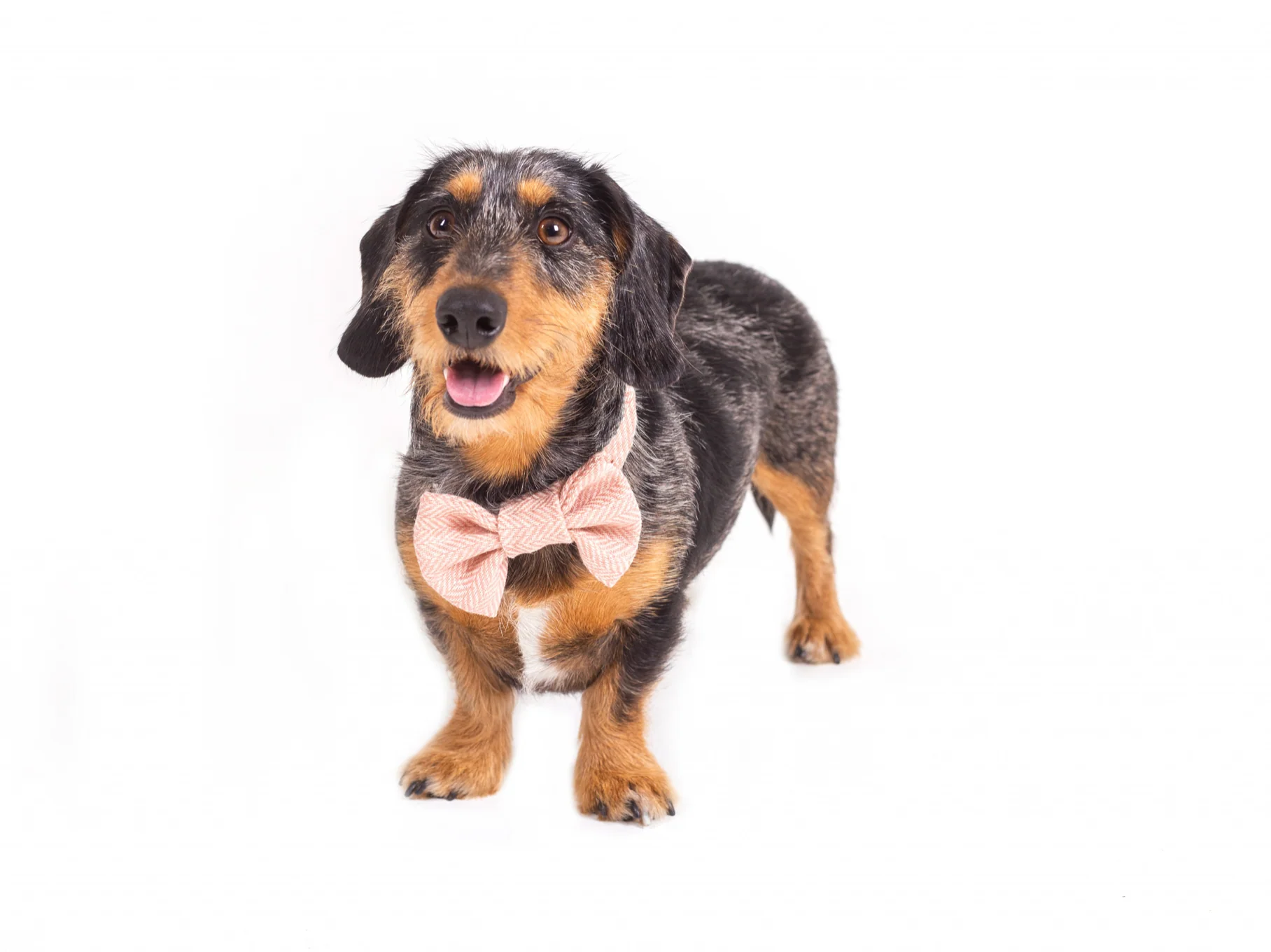 Tweedmill Rolled Tweed Dog Bow Tie, Dusky Pink - Image 6