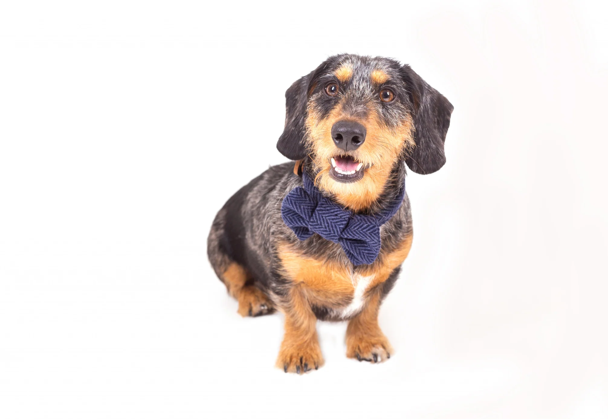 Tweedmill Rolled Tweed Dog Collar, Navy Blue - Image 4